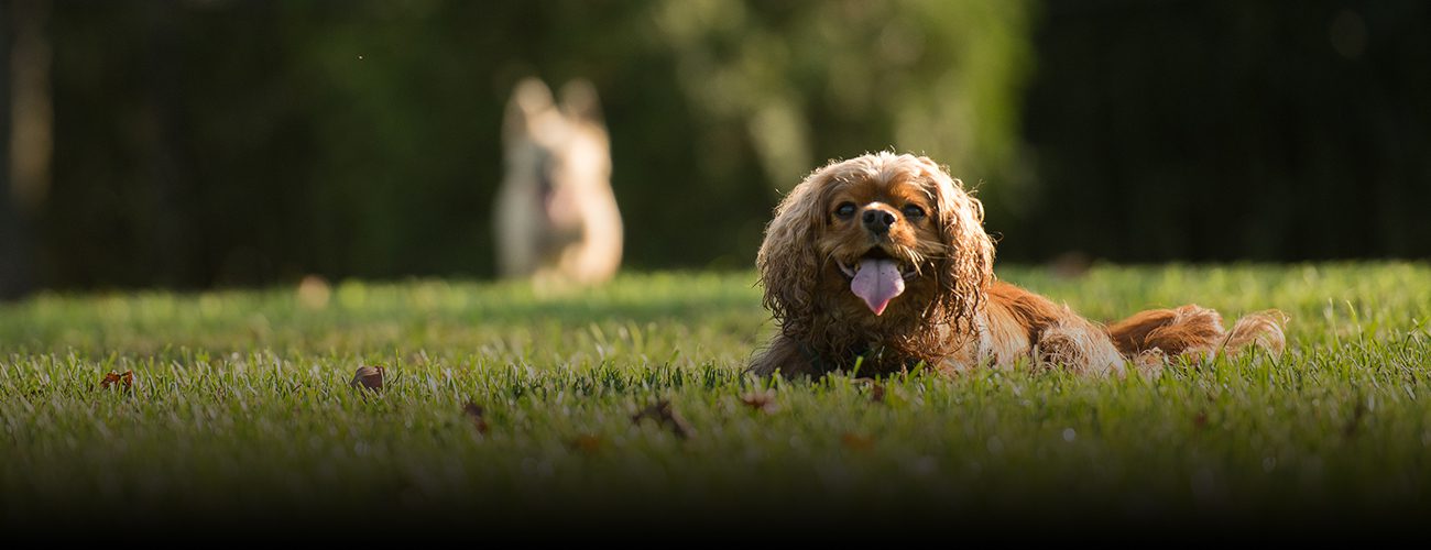 dogparks dogparks